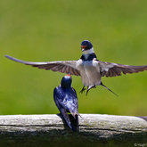 Swallow Display